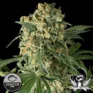 Dinafem Seeds Big Kush